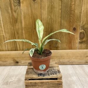 Spathiphyllum Sensation Variegata (S)