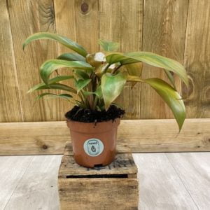Philodendron Florida Bronze (S)