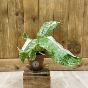Philodendron Jose Bueno (M)