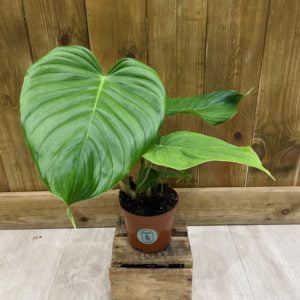 Philodendron Grandipes (S)