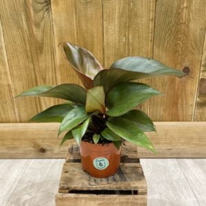 Philodendron Red Heart (S)