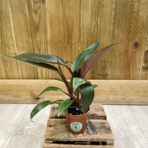 Philodendron Majesty (Baby)