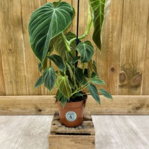Philodendron Glorious (M)