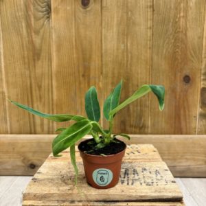 Anthurium Warocqueanum (L)