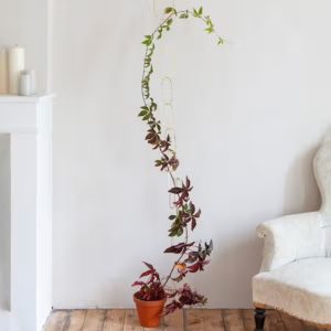 Treille dorée pour plantes grimpantes Botanopia