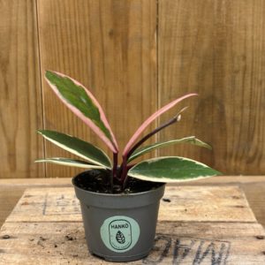 Hoya Carnosa Krimson Queen "Flamingo Dream" (Baby)