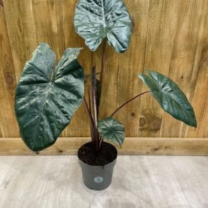 Alocasia Sarawakensis "Yucatan Princess" (XL)