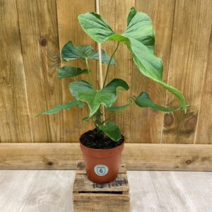 Anthurium Balaoanum (M)