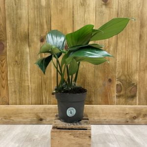 Rhaphidophora Decursiva "Philodendron Dragon Tail" (M)
