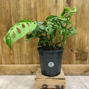 Monstera Epipremnoides ''Esqueleto'' (XL)