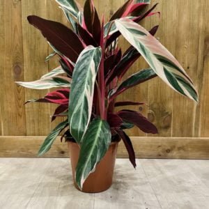 Stromanthe Sanguinea Triostar (XL)