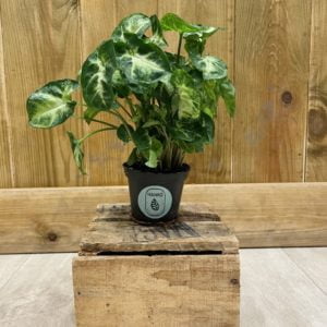 Syngonium Pixie (Baby)