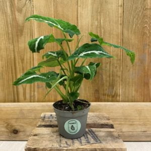 Syngonium Wendlandii (Baby)