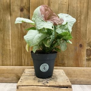 Syngonium Milk Confetti (M)