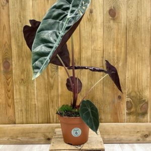Alocasia Sedenii (M)