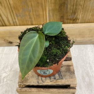 Anthurium Nigrolaminum Gigi x Forgetii (S)