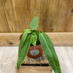 Anthurium Pallidiflorum (S)