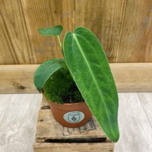 Anthurium Warocqueanum x Waterburyanum (S)