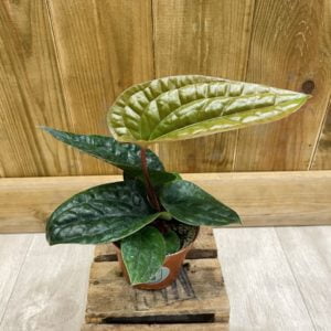 Anthurium Radicans x Luxurians (S)
