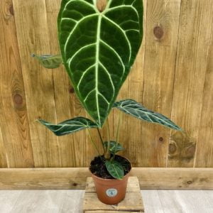 Anthurium Regale (L)
