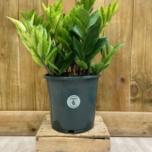 Zamioculcas Zamiifolia Chamaleon Variegata (XL)