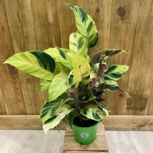 Calathea Yellow Fusion (M)