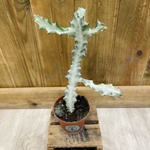 Euphorbia Lactea White Ghost (S)