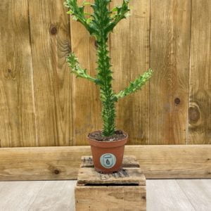Euphorbia Trigona Variegata Mint Cream (S)