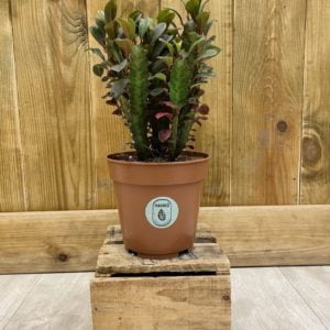 Euphorbia Trigona Rubra (S)