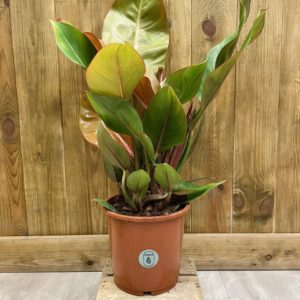Philodendron Prince of Orange (XL)