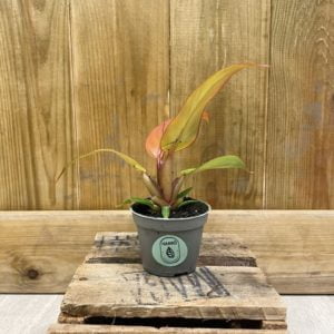 Philodendron Red Sun (Baby)