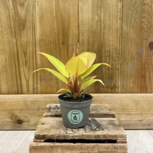 Philodendron Prince of Orange (Baby)