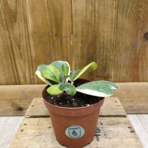 Hoya Kerrii Variegata (M)