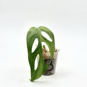 Monstera Adansonii Indonesian Marble (Bouture 3)