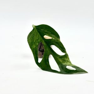 Monstera Adansonii Indonesian Marble (Bouture 4)