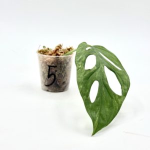 Monstera Adansonii Indonesian Marble (Bouture 5)