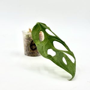 Monstera Adansonii Indonesian Marble (Bouture 6)