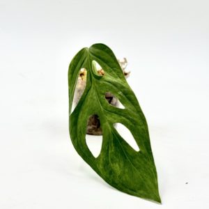 Monstera Adansonii Indonesian Marble (Bouture 7)
