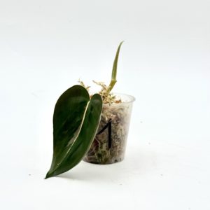 Philodendron Cream Splash (Bouture 1)