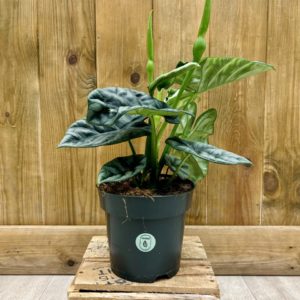 Alocasia Sinuata "Mirror Face" (L)