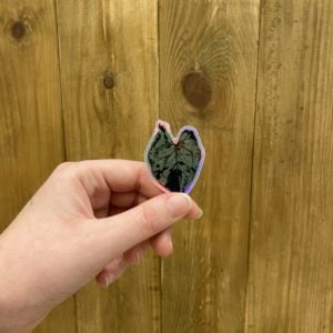 Sticker Syngonium Green Splash