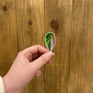 Sticker Philodendron White Princess Tricolor