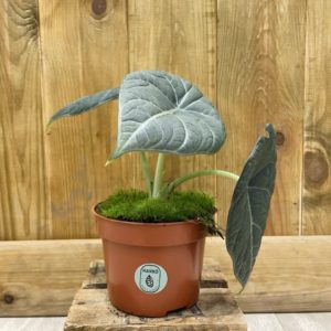 Alocasia Dragon Moon (M)