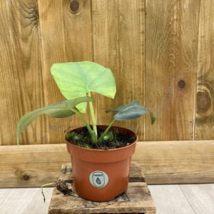 Alocasia Scrabriuscula (M)