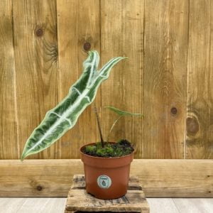Alocasia Longiloba Narrow (M)