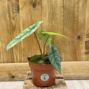 Alocasia Heterophylla "Corazon" (M)