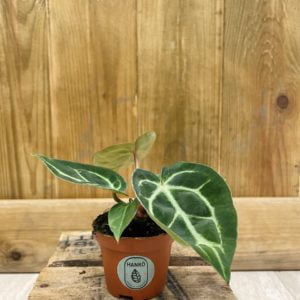 Anthurium Crystallinum (Baby)