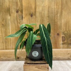 Anthurium Warocqueanum (L)