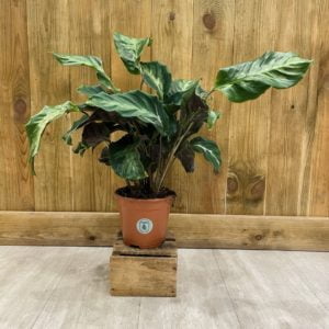 Calathea Confusion (L)