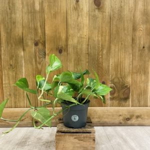 Epipremnum Pinnatum "Pothos" Aureum (M)